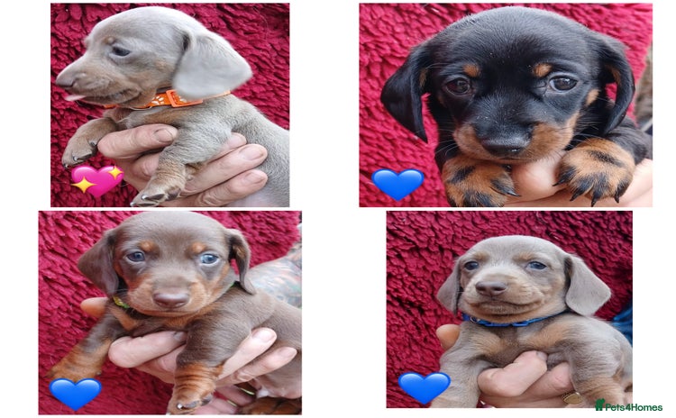 Miniature Dachshund dogs - Advert 10