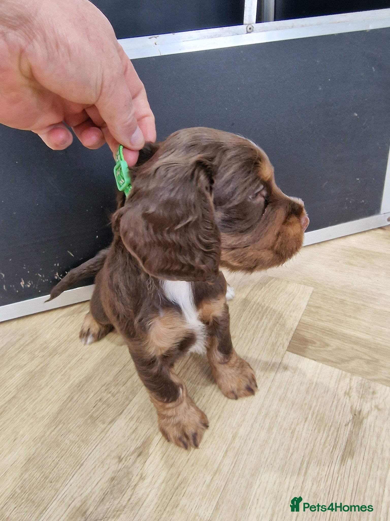 Cocker Spaniel dogs 2 choc and tan working cocker spaniels left - Advert 2