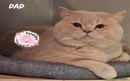 British Shorthair cats for sale: GCCF REGISTERED BRITISH SHORTHAIR KITTENS  - Image 19