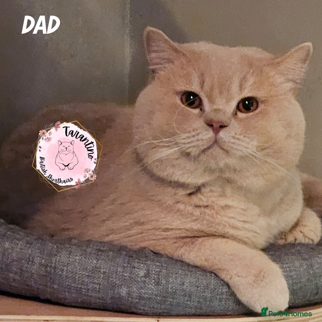 British Shorthair cats for sale: GCCF REGISTERED BRITISH SHORTHAIR KITTENS  - Image 19