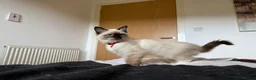 Ragdoll cats for sale: Ragdoll Kittens for Sale - Advert 26