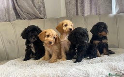 Cockapoo dogs for sale: Beautiful F1 cockapoos ready now  - Image 5