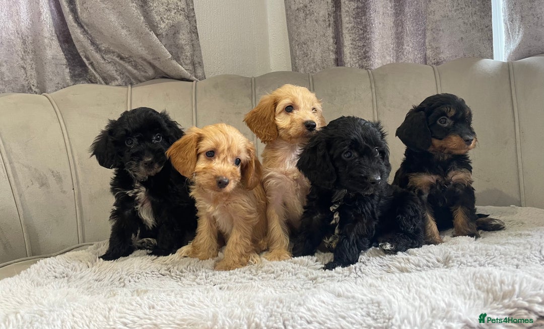 Cockapoo dogs for sale: Beautiful F1 cockapoos ready now  - Image 5