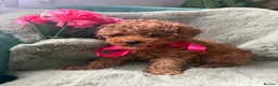 Toy Poodle dogs for sale: Tiny Red toy 🧸 poodle ✨💖 - Advert 4