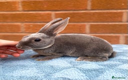 Rex rabbits for sale: Female & male mini rex rabbit kits VIENNA - Image 18