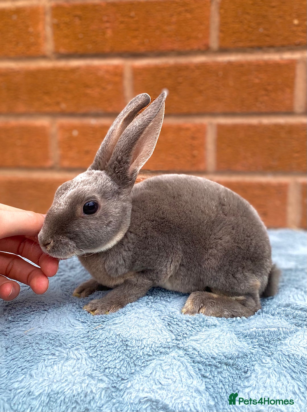 Rex rabbits for sale: Female & male mini rex rabbit kits VIENNA - Image 18