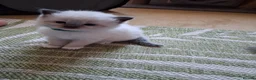Ragdoll cats for sale: Beautiful Ragdoll boy  - Advert 6