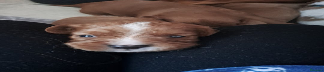 Cockalier Puppy 2
