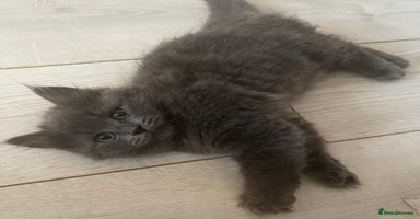 Mixed Breed cats - Advert 6