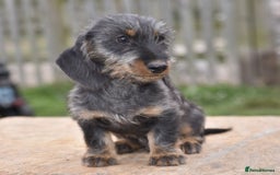 Dachshund dogs for sale: Ready to leave - Wire-haired dachshund pups - Image 4