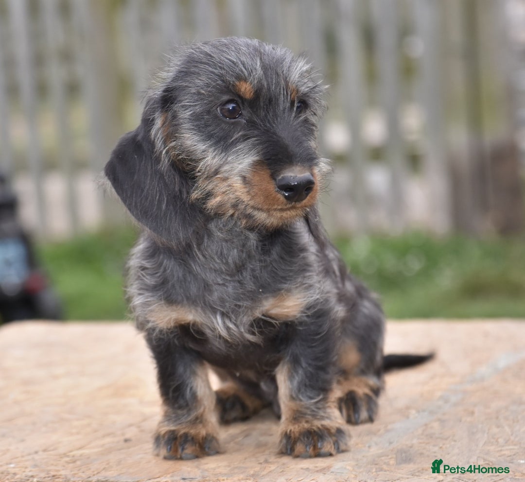 Dachshund dogs for sale: Ready to leave - Wire-haired dachshund pups - Image 4