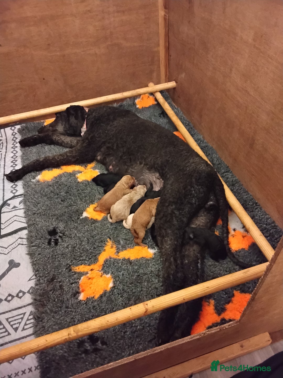 Standard Poodle dogs for sale: Beautiful KC Reg Standard Poodle Puppies - Image 4