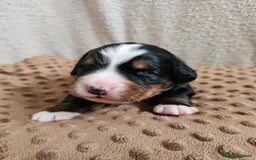 Bernese Mountain Dog dogs for sale: Gorgeous Bernese Mountain Dog Puppies Ready Soon - Image 1
