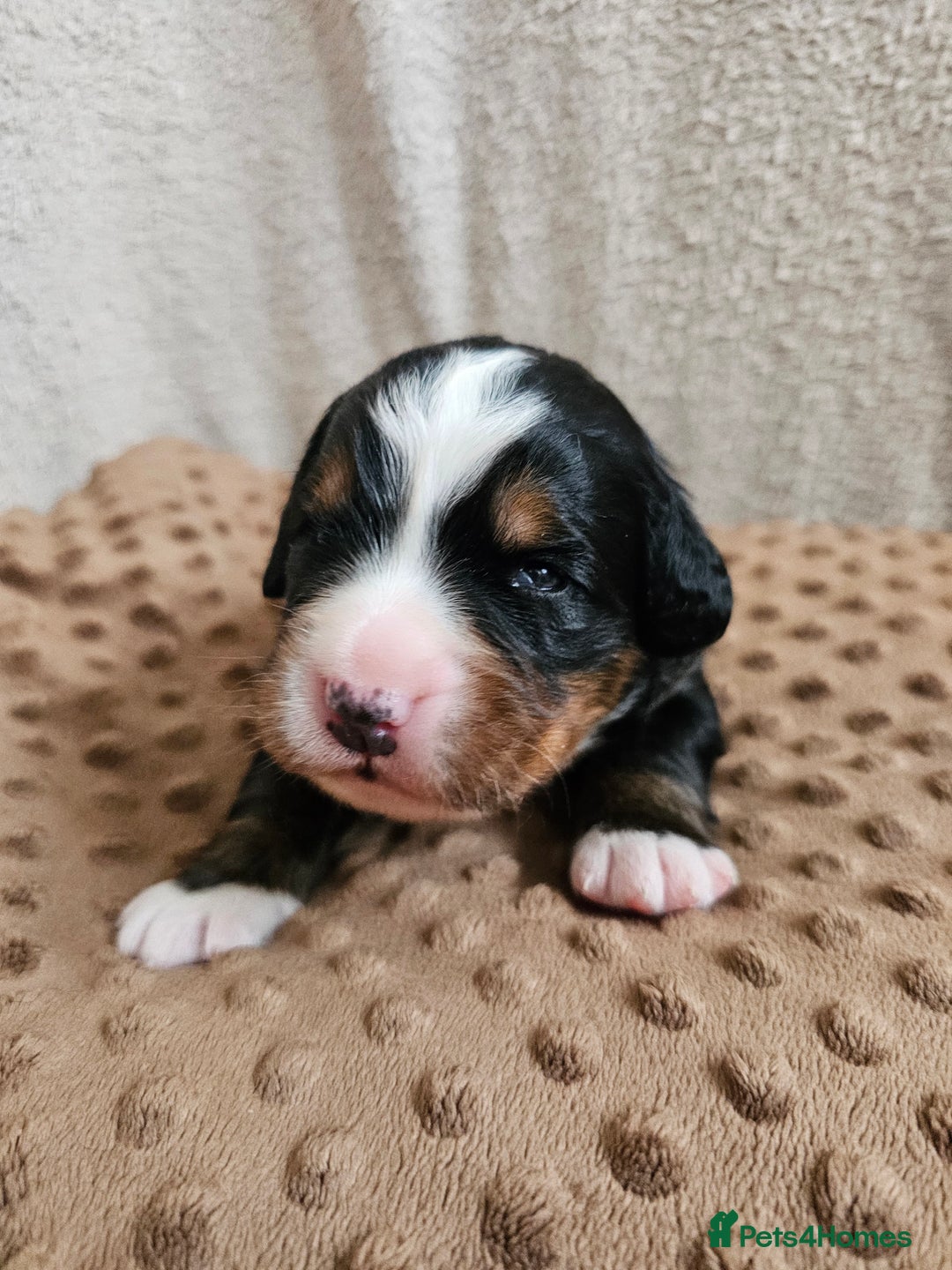 Bernese Mountain Dog dogs for sale: Gorgeous Bernese Mountain Dog Puppies Ready Soon - Image 1