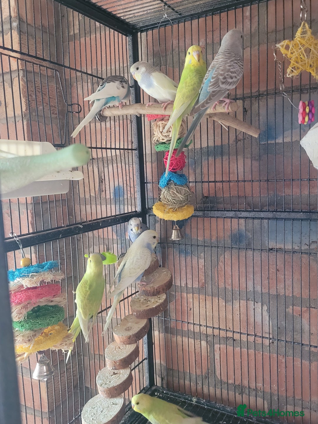 Budgerigars birds for sale: Baby Budgies  - Image 2