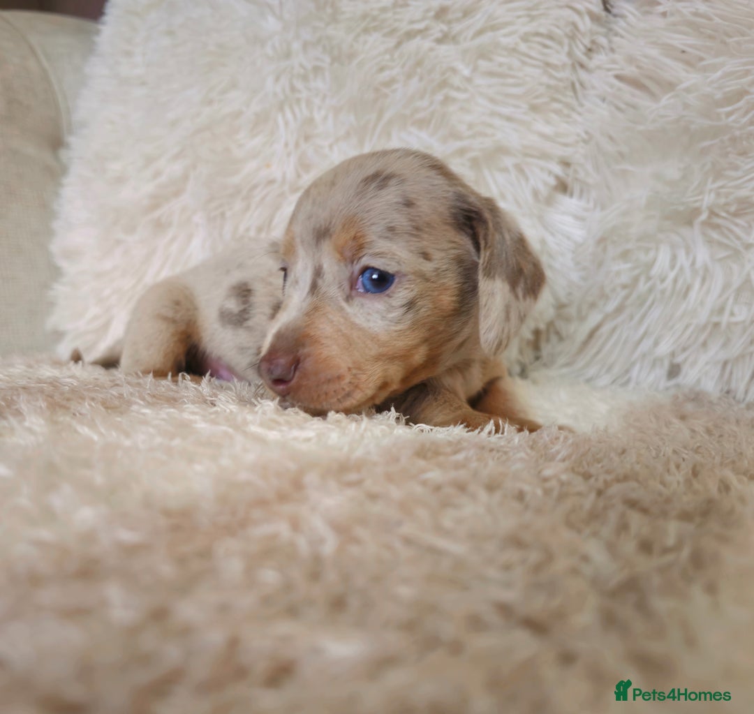 Miniature Dachshund dogs for sale: MINI DACHSHUNDS READY 20TH DEC  - Advert 20