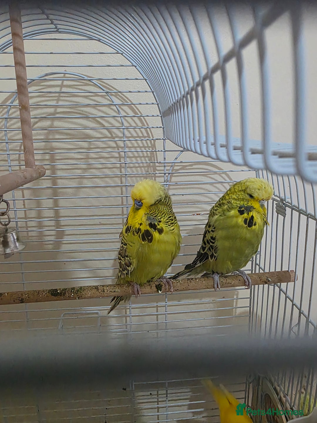Budgerigars birds for sale: Couple Crested budgies  - Advert 3