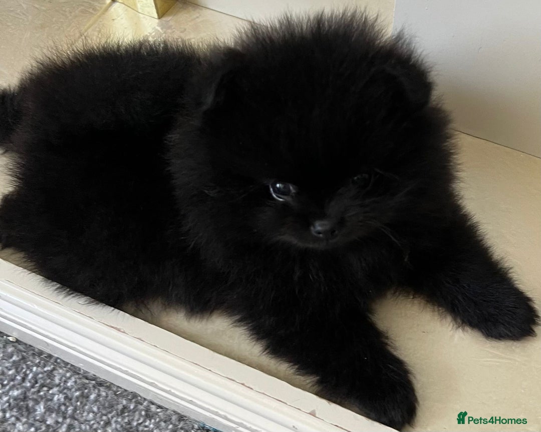 Pomeranian dogs for sale: Adorable Black Pomeranian Readyto Steal Your Heart - Image 2
