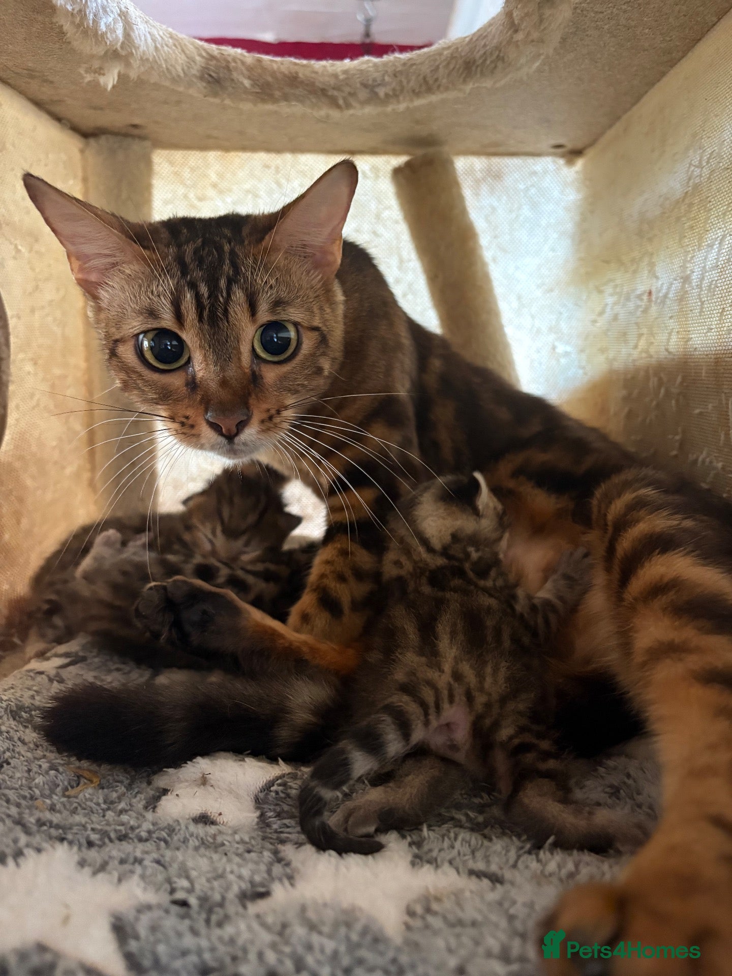 Bengal cats BENGAL Kittens pedigreed/registered - Advert 1