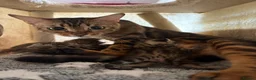Bengal cats for sale: BENGAL Kittens pedigreed/registered - Advert 1