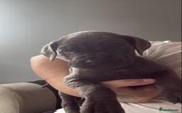 Cane Corso dogs for sale: Beautiful Cane Corso puppies for sale  - Image 8