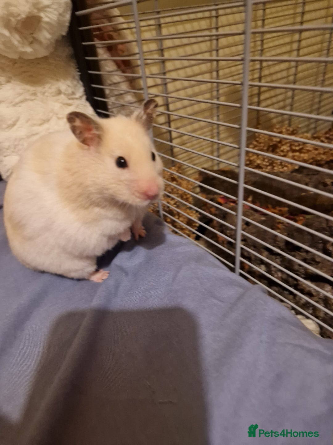Hamster rodents for sale: The peach female is having babies soon!  - Advert 5