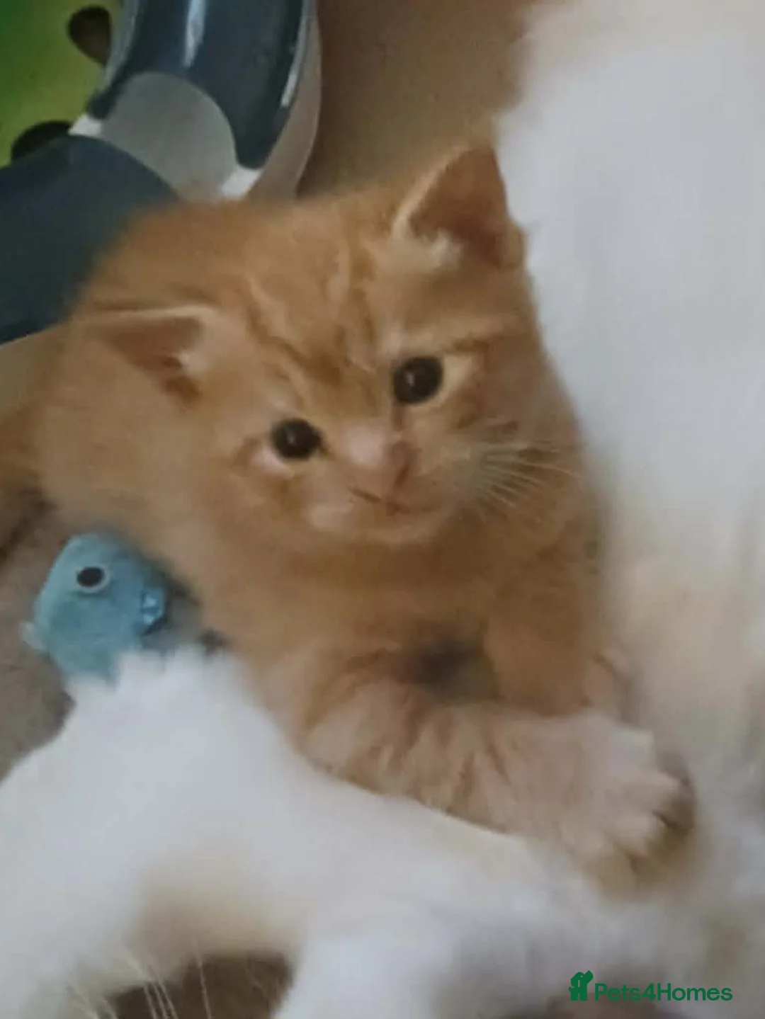 Ragdoll cats for sale: CUTE RAGDOLL KITTENS  - Advert 1