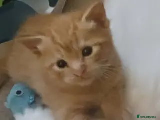 Ragdoll cats CUTE RAGDOLL KITTENS - Advert 6