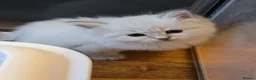 Siberian cats for sale: 4 Siberian Neva Masquerade kittens for seal - Advert 14