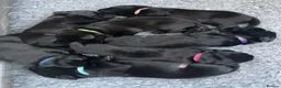 Labrador Retriever dogs for sale: Black Labrador puppies  in Canterbury - Advert 8