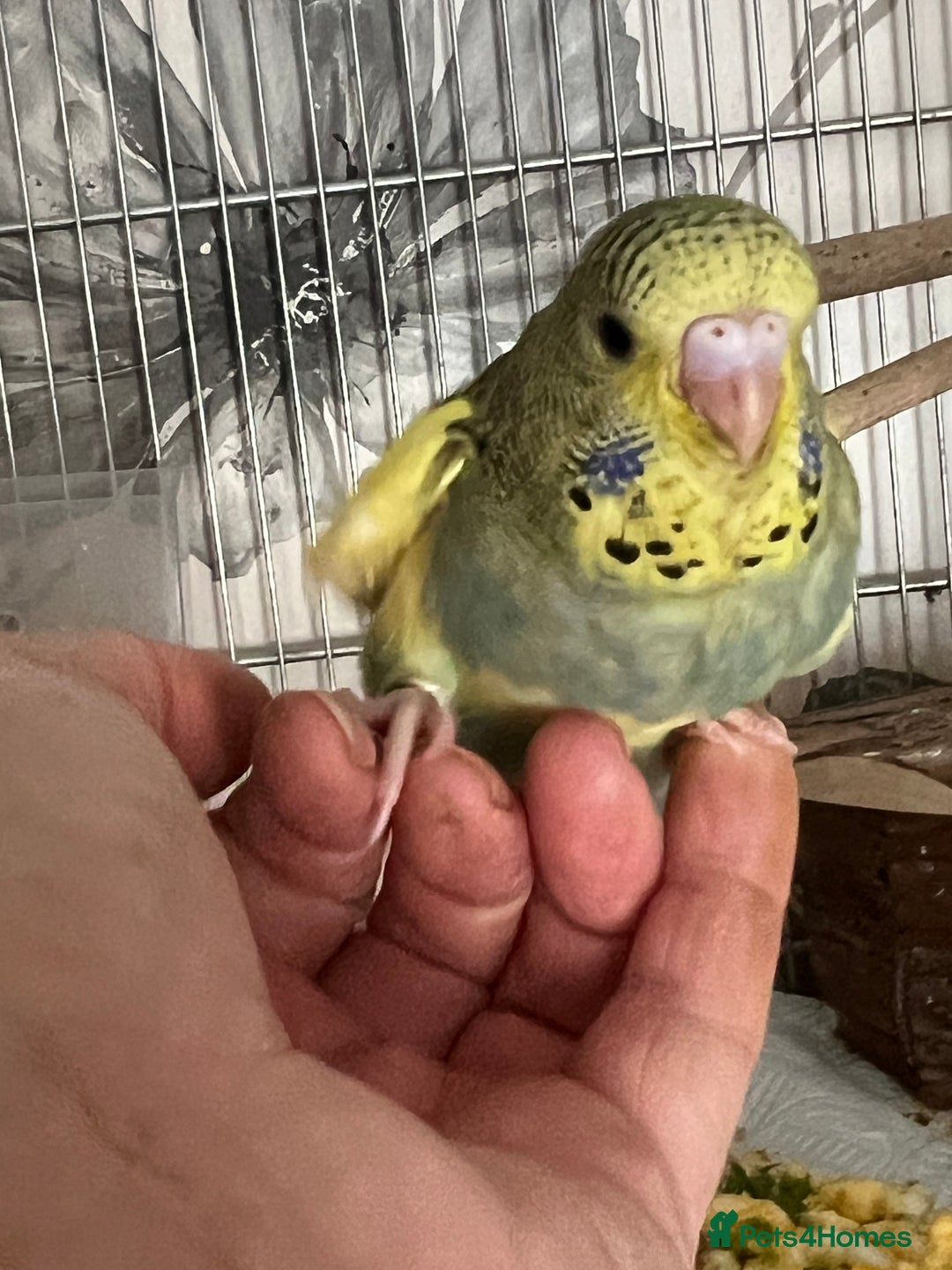 Budgerigars birds for sale: Two Budgie Hen Chicks Ready Soon  - Image 6