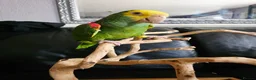 Parrots birds for sale: Double Yellow headed Amazon - Advert 3