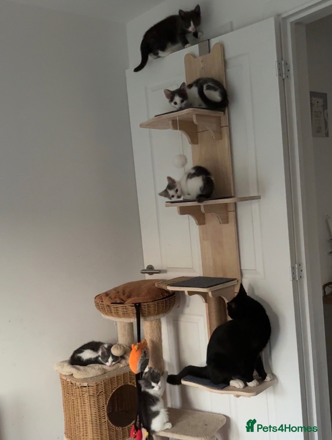 Mixed Breed cats Ready to leave kittens for sale  - Advert 8