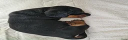 Miniature Dachshund dogs for sale: Beautiful Dachshunds - Advert 8