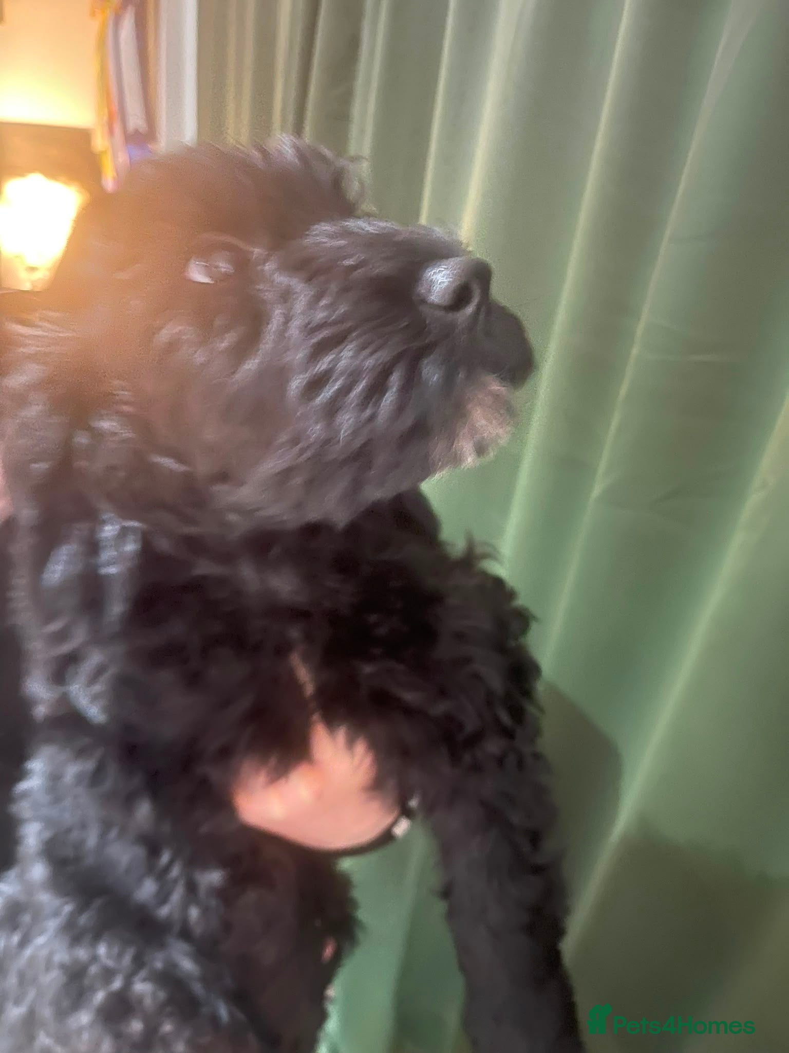 Mini Goldendoodle dogs LAST REMAINING BOY… massively reduced  - Advert 2