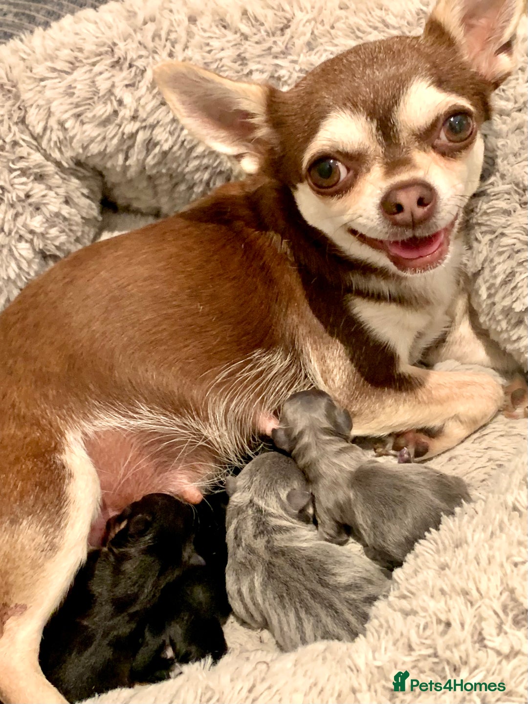 Chihuahua dogs for sale: Gorgeous Chihuahua Puppies  - Advert 7