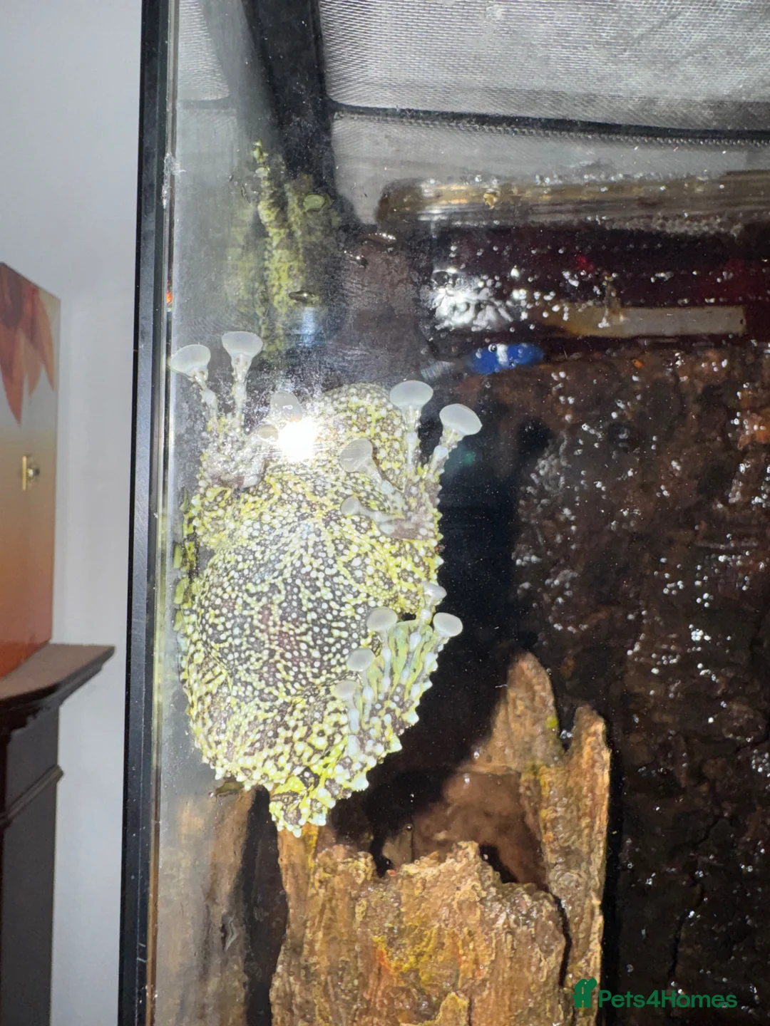 Frog reptiles for sale: Mossy frogs  in Sherborne - Advert 2