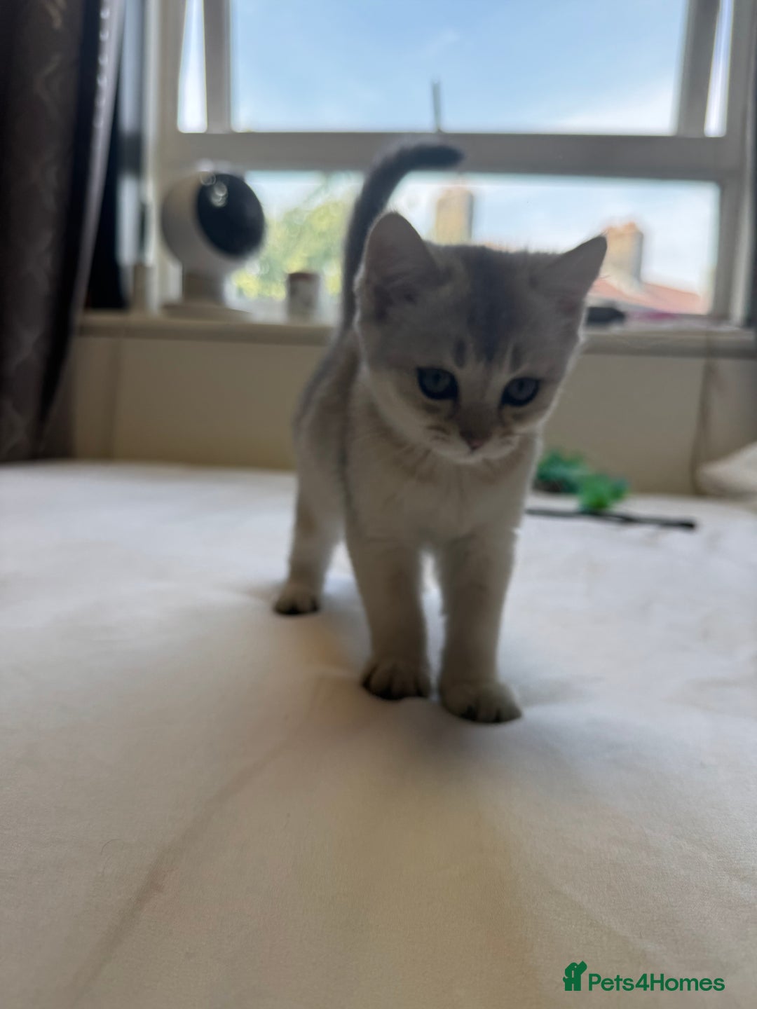 British Shorthair cats for sale: BSH kitten classic & chinchilla bloodline - Image 10