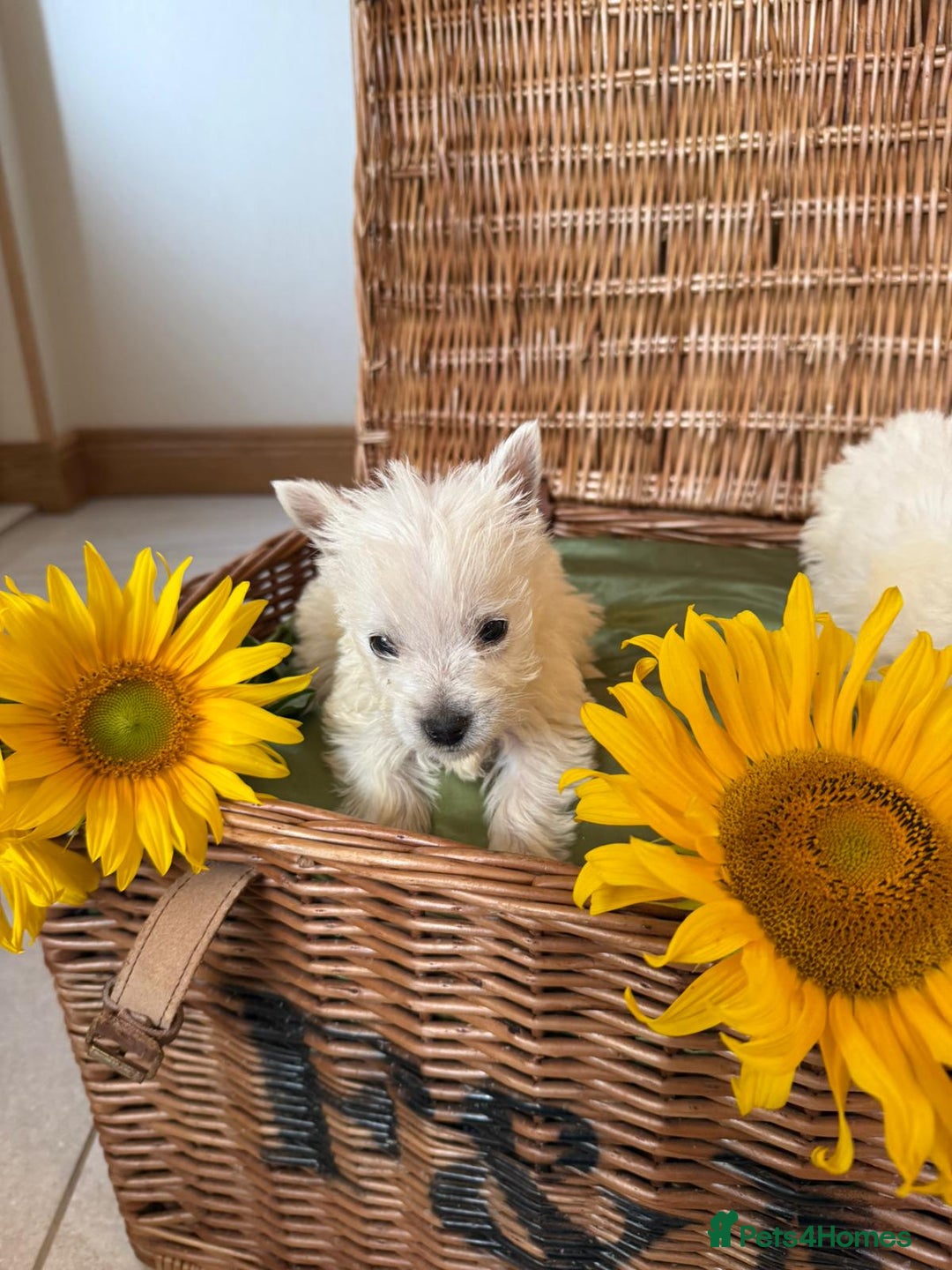West Highland Terrier dogs for sale: Westie puppies  - Image 2