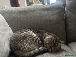 Toyger cats - Advert 2