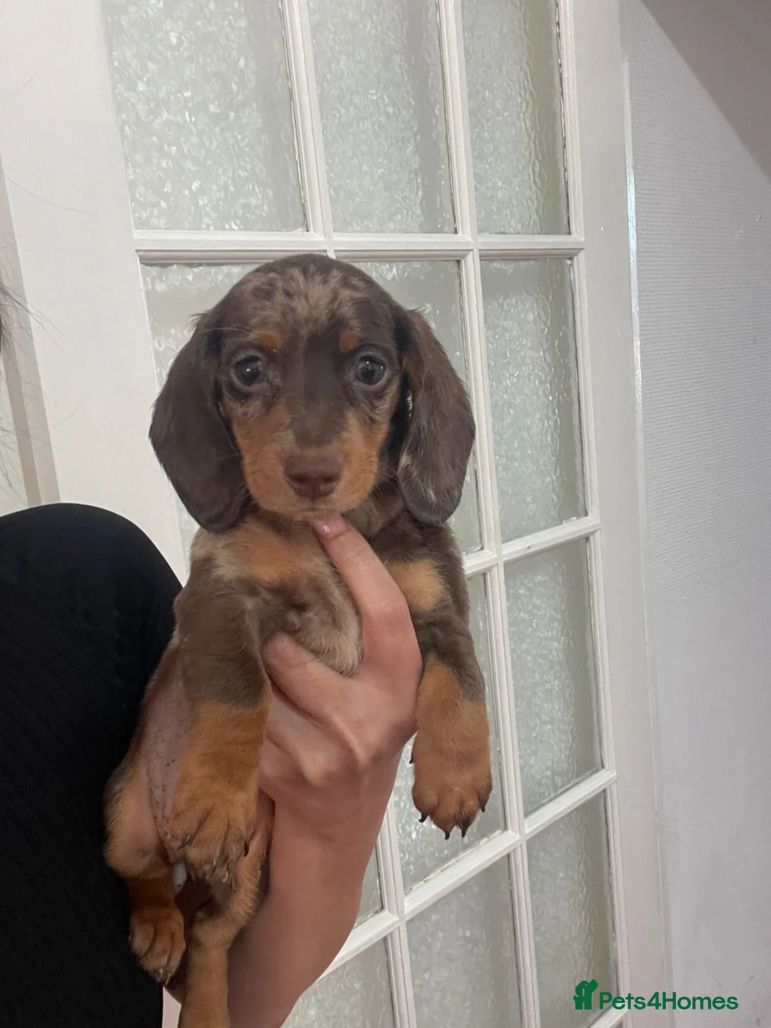 Miniature Dachshund dogs for sale: Miniature Dachund puppies - Advert 2