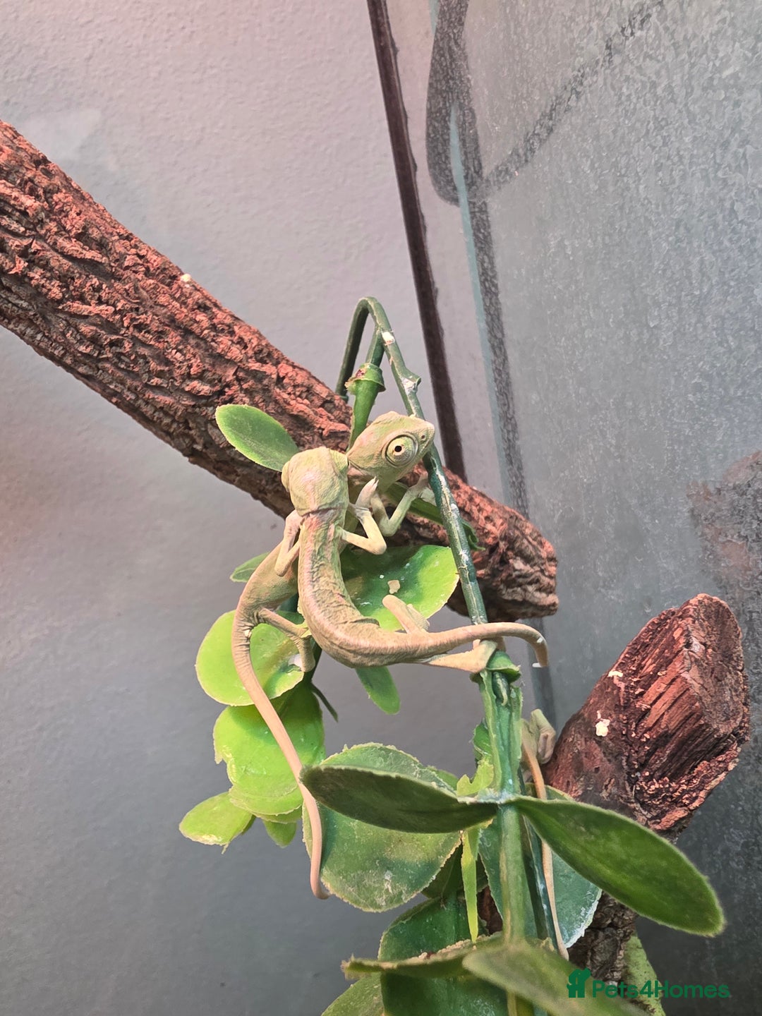 Chameleon reptiles for sale: Baby pied chameleons  - Advert 6