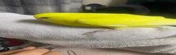 Budgerigars birds for sale: Young budgies for sale - Advert 2