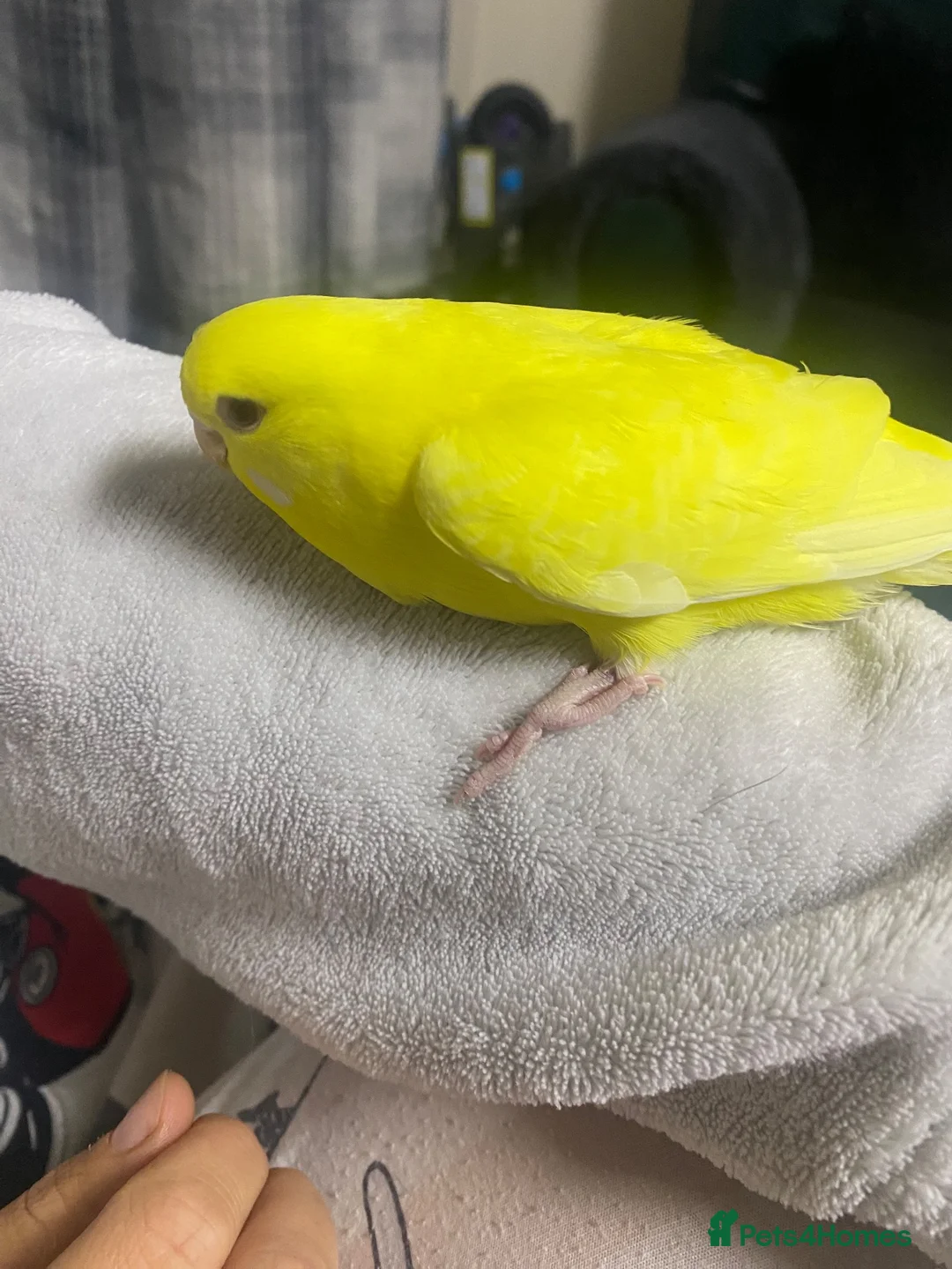 Budgerigars birds for sale: Young budgies for sale - Advert 2