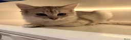 Persian cats for sale: Catherine – Persian Silver-Tipped Chinchilla 🩷 - Advert 5