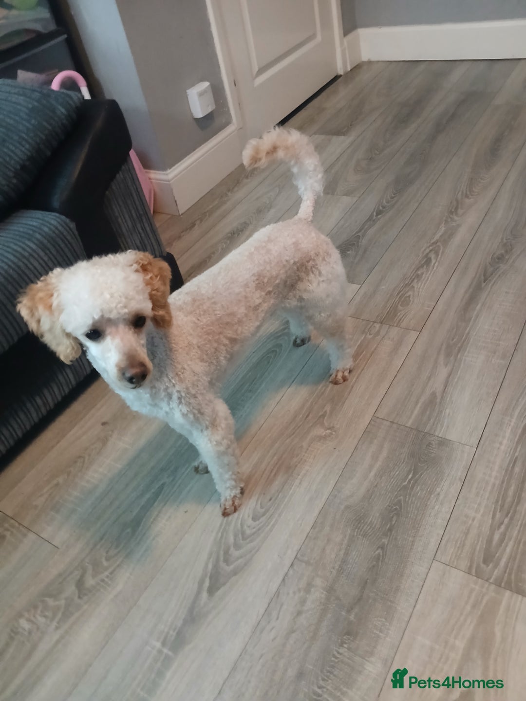 Miniature Poodle dogs for stud: Miniature poodle stud dog - Advert 10