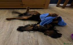 Cocker Spaniel dogs for stud: Black and tan Cocker Spaniel for stud - Image 2