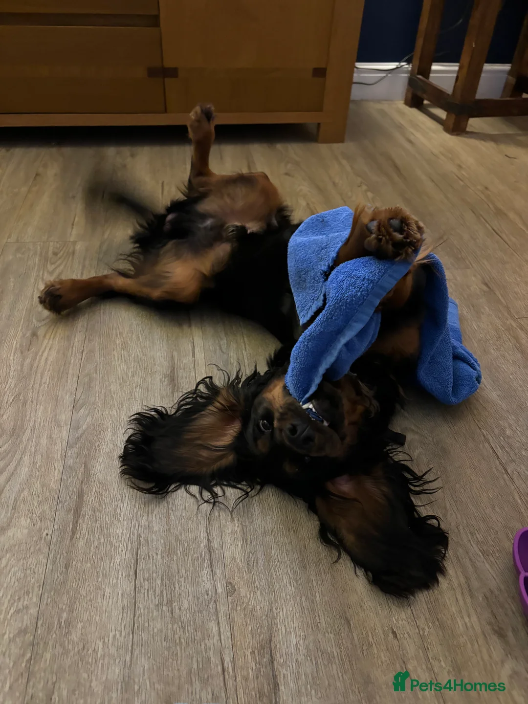 Cocker Spaniel dogs for stud: Black and tan Cocker Spaniel for stud - Advert 2