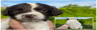 English Springer Spaniel Puppy 5