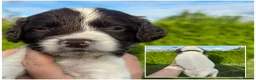 English Springer Spaniel dogs for sale: KC registered 2 L&W boy springer pups left - Advert 4